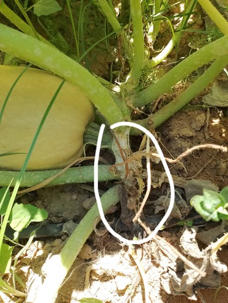 ايه الاصابه والعلاج ايه